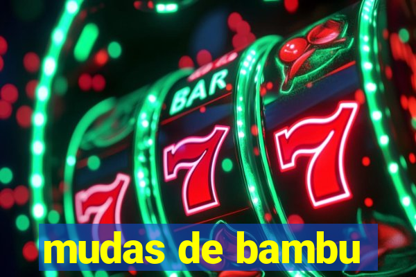 mudas de bambu